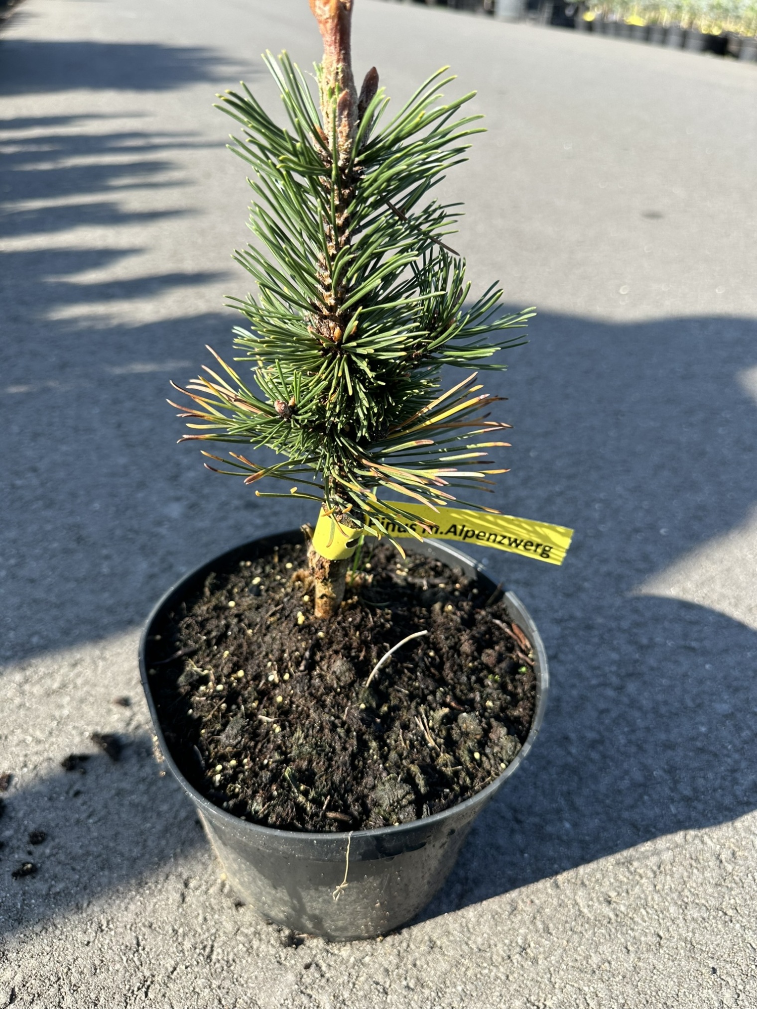 Сосна горная Альпензверг